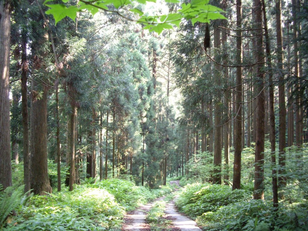 2019年4月6日 山で見た黄色い塊の正体！？